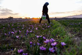 سالانه ۳۵۰ تن نگین زعفران در کشور تولید می‌شود که ۲۵۰ تن آن به کشورهای دیگر صادر می‌شود و ارزش صادرات این محصول حدود ۴۰۰ میلیون دلار برآورد شده است.