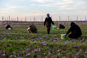 فصل برداشت و فروش زعفران پرکارترین زمان برای کشاورزان، کارگران و خریداران است که با این محصول امرار معاش می کنند و فشار کاری زیادی را متحمل می شوند.