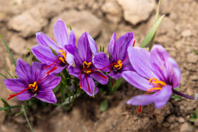 زعفران، این ادویه ارزشمند که به درستی لقب «طلای سرخ» را به خود گرفته است، تنها یک رنگ‌دهنده و طعم‌دهنده ساده نیست؛ بلکه ریشه‌ای عمیق در تاریخ، فرهنگ، اقتصاد و سلامت ایرانیان دارد.