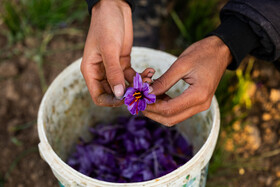 تأمین آب مزارع ازجمله چالش‌های اصلی زعفران‌کاران است و قطع برق و خاموشی چاه‌های کشاورزی در زمان برداشت گل تأثیر مستقیمی بر کاهش عملکرد دارد.