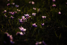  هزینه‌های نمایشگاه‌های خارجی زیاد است و حمایت‌های بیشتری نیاز است تا فعالان این حوزه بتوانند در نمایشگاه‌ها حضور پیدا کنند و فرهنگ‌سازی در حوزه زعفران ایران توسعه یابد.