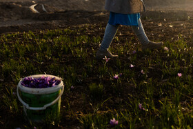 سطح ‌زیرکشت زعفران در کشور حدود ۱۲۷ هزار هکتار و برداشت محصول اکنون در حال انجام است‌.‌