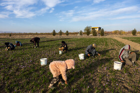 فرزندان کشاورزان و کارگران نیز در هنگام جمع آوری محصول همراه آنان سر زمین حاضر می شوند و به طور ناخودآگاه در جریان فرایند جمع آوری زعفران قرار می گیرند تا در آینده راه پدرانشان را دنبال کنند.