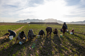 براساس اعلام‌ سازمان جهاد کشاورزی استان سطح زیر کشت زعفران خراسان رضوی حدود ۹۰ هزار هکتار است.