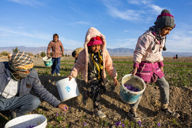 در برخی از مزارع، کودکان همراه بزرگتر‌ها در روند برداشت زعفران همکاری می‌کنند.
