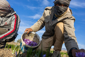 ارزش صادرات زعفران با بهبود فرآیندها و حمایت از کشاورزان می‌تواند به بیش از ۸۰۰ میلیون دلار ‌برسد.‌