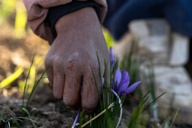 مشتقات و محصولات جانبی زعفران از عصاره‌ها و رنگ‌های طبیعی گرفته تا کاربردهای نوین در صنایع غذایی و دارویی نشان‌دهنده ظرفیت عظیم این محصول برای ایجاد ارزش افزوده و ارزآوری پایدار برای کشور است.