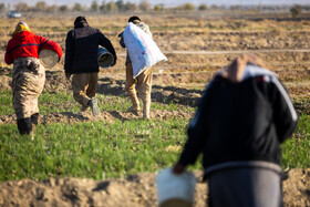 پس از چیدن گل‌های زعفران، کارگران بلافاصله به زمین بعدی می‌روند، هر لحظه از فصل برداشت، بر از تحرک و تلاش است.