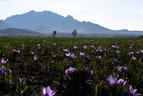  ۸۰ درصد نیازهای کشور در حوزه کشاورزی در داخل تامین می‌شود و باید قدر تولیدکنندگان دانسته شود.‌