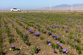 ارزش صادرات زعفران با بهبود فرآیندها و حمایت از کشاورزان می‌تواند به بیش از ۸۰۰ میلیون دلار برسد.