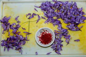 یکی از چالش‌های تولید زعفران بارش‌ها و گرم شدن زمین به خصوص بر پیاز زعفران تأثیر منفی می‌گذارد.