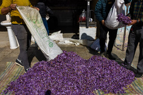 خرید و فروش زعفران تجارت پر سودی را برای دلالان زعفران به وجود آورده است.