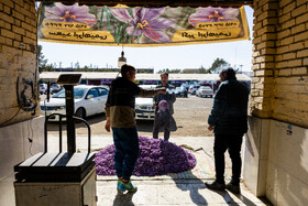 به جهت اینکه کار جمع آوری گل زعفران از صبح تا ظهر به طول می انجامد، برخلاف بسیاری از بازارها، بازار فروش گل زعفران کار خود را از بعد از ظهر آغاز می کند.