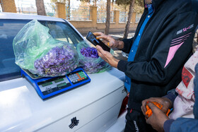 خرید و فروش زعفران تجارت پر سودی را برای دلالان زعفران به وجود آورده است.