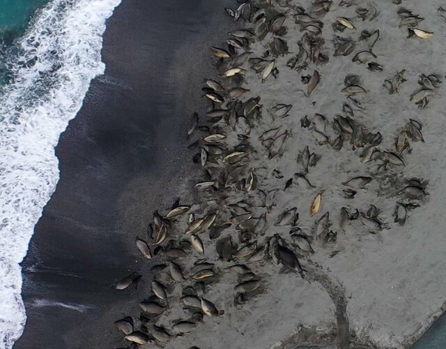 آنفلوآنزای پرندگان بلای جانِ فُک‌های فیلی در «جورجیای جنوبی»