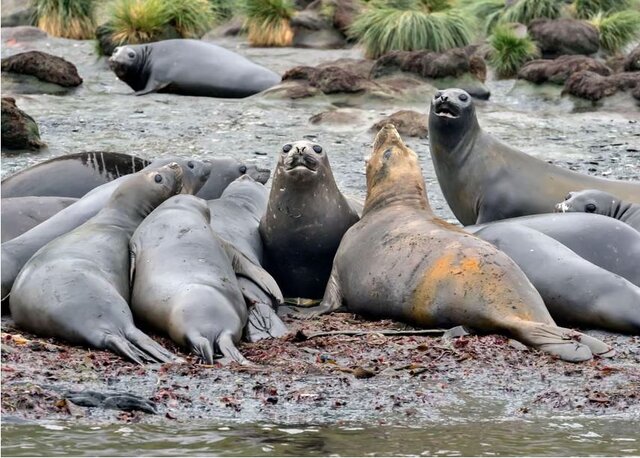 آنفلوآنزای پرندگان بلای جانِ فُک‌های فیلی در «جورجیای جنوبی»