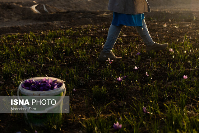 روزهای بنفش در کویر، شب‌های بی‌سود در بازار