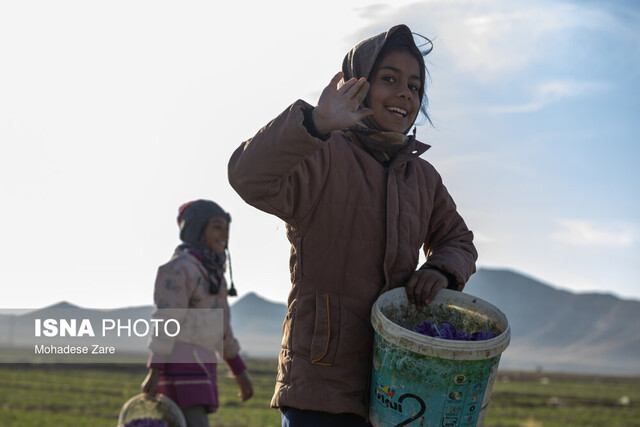 روزهای بنفش در کویر، شب‌های بی‌سود در بازار