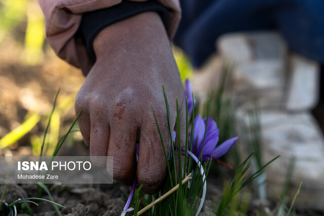 روزهای بنفش در کویر، شب‌های بی‌سود در بازار