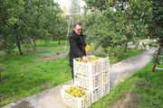 هشدار جهاد کشاورزی مازندران درباره برداشت زودهنگام پرتقال تامسون