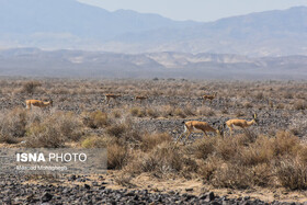 از ثبت حمله سگ به گله آهوهای جاشلوبار تا مشاهده دو خرس قهوه‌ای در پرور+ ویدئو
