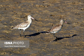 پایش میدانی زیستگاه‌های پرندگان مهاجر در خاش