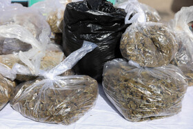 دستگیری باند ۴ نفره تبهکاری - یزد