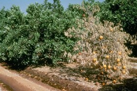 هدر رفت ۳ میلیارد متر مکعبی سالانه آب و زیان ۲ میلیارد دلاری در باغات