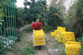 آغاز برداشت مرکبات از باغات سوادکوه شمالی - مازندران