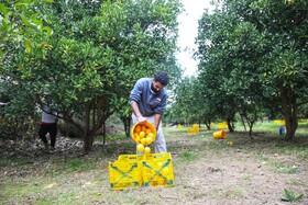 آغاز برداشت مرکبات از باغات سوادکوه شمالی - مازندران
