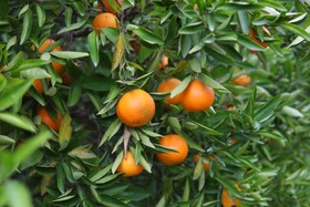 آغاز برداشت مرکبات از باغات سوادکوه شمالی - مازندران