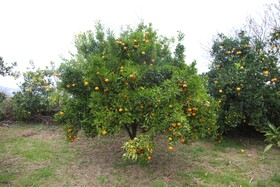 آغاز برداشت مرکبات از باغات سوادکوه شمالی - مازندران