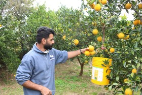 آغاز برداشت مرکبات از باغات سوادکوه شمالی - مازندران