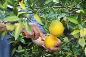 آغاز برداشت مرکبات از باغات سوادکوه شمالی - مازندران