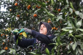 آغاز برداشت مرکبات از باغات سوادکوه شمالی - مازندران