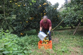 آغاز برداشت مرکبات از باغات سوادکوه شمالی - مازندران