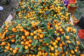 آغاز برداشت مرکبات از باغات سوادکوه شمالی - مازندران