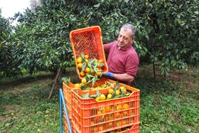 آغاز برداشت مرکبات از باغات سوادکوه شمالی - مازندران