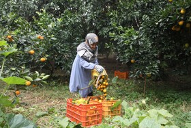 آغاز برداشت مرکبات از باغات سوادکوه شمالی - مازندران