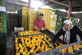 آغاز برداشت مرکبات از باغات سوادکوه شمالی - مازندران