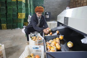 آغاز برداشت مرکبات از باغات سوادکوه شمالی - مازندران