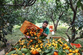 آغاز برداشت مرکبات از باغات سوادکوه شمالی - مازندران