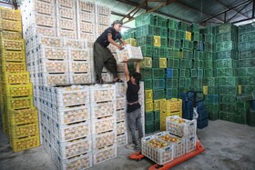 آغاز برداشت مرکبات از باغات سوادکوه شمالی - مازندران