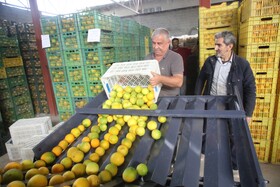 آغاز برداشت مرکبات از باغات سوادکوه شمالی - مازندران