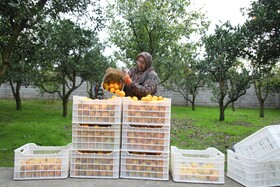 آغاز برداشت مرکبات از باغات سوادکوه شمالی - مازندران