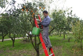 آغاز برداشت مرکبات از باغات سوادکوه شمالی - مازندران