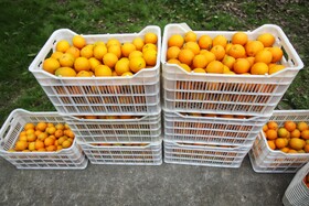 راه نجات پرتقال مازندران؛ از سورتینگ و برندینگ تا فروش مستقیم