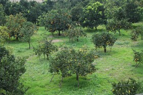 آغاز برداشت مرکبات از باغات سوادکوه شمالی - مازندران