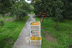 آغاز برداشت مرکبات از باغات سوادکوه شمالی - مازندران