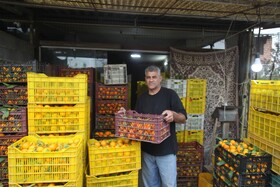 آغاز برداشت مرکبات از باغات سوادکوه شمالی - مازندران